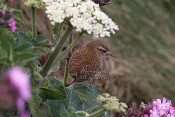 Wren images by Neil Salisbury